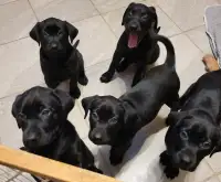 Purebred Black Lab pups
