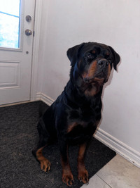 Pure German Rottweiler Puppies 