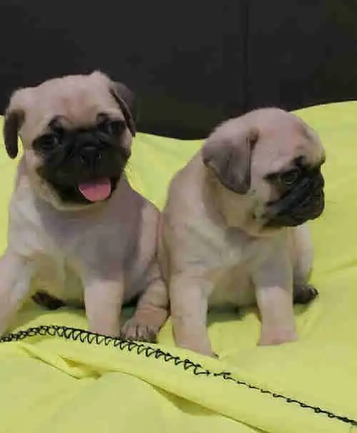 Pug puppies. Vaccinated and dewormed. weekend sale.. in Dogs & Puppies for Rehoming in Brantford - Image 3