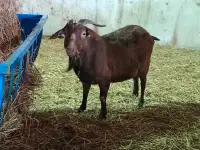 Boer goat and Kiko buckling 