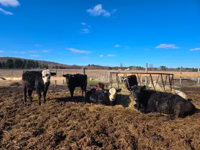 $25,000 Outaouais, QC (near Ontario border) Complete herd for sale – great opportunity for starting...