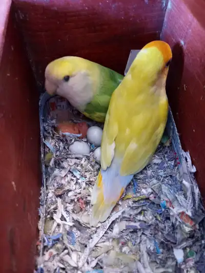 Lovebirds, View more