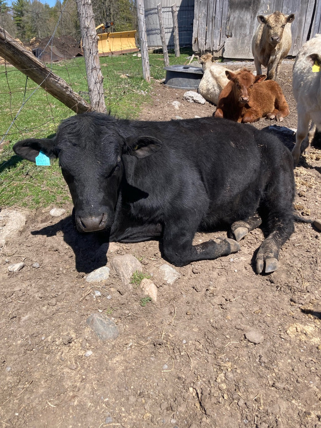  Black Angus bull in Livestock in Trenton