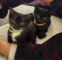 2 Black & White/Black Kitties To Be Rehomed