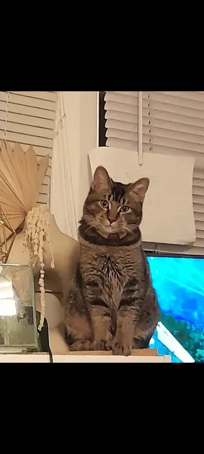 Watch out, mice and flies! There is a great mouser in town, Oscar. No mice were harmed, but they wer...