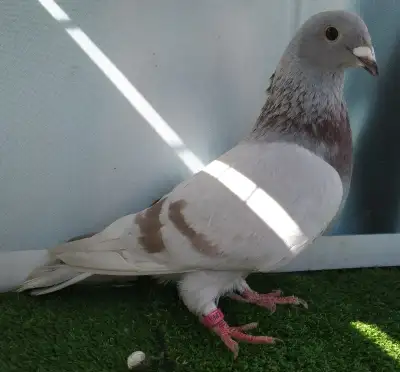 Femelle pigeon voyageur FA549, View more