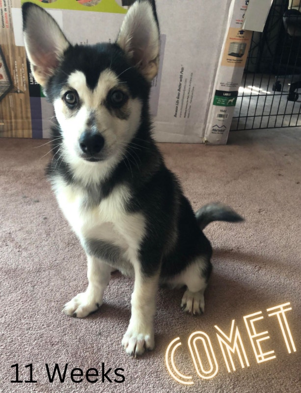 Mini Husky (fully vaccinated) Dogs & Puppies for Rehoming Ottawa