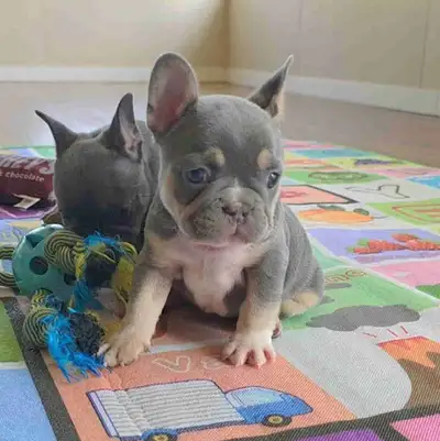 CKC French Bulldogs, View more