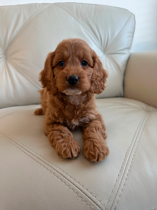 Miniature Cockapoo Puppies in Dogs & Puppies for Rehoming in City of Toronto