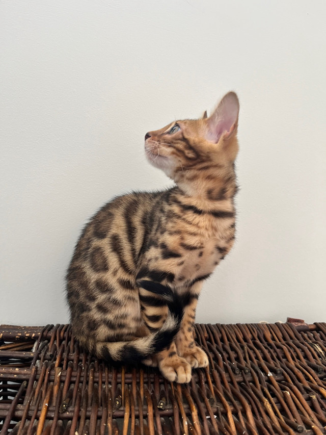 Purebred Bengal Kittens in Cats & Kittens for Rehoming in Belleville - Image 4
