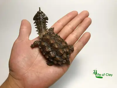 iso mata mata turtle, View more