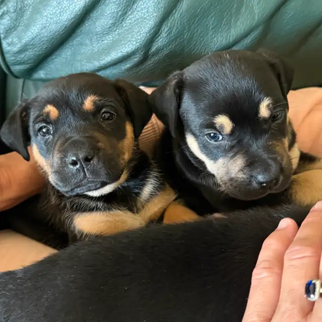 English bull dogs in Dogs & Puppies for Rehoming in Edmonton - Image 8