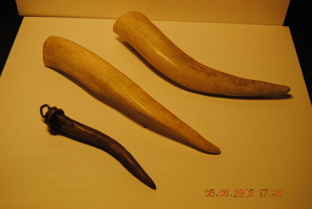 Deer Antler Horn 3 X Ends in Arts & Collectibles in Vancouver - Image 4