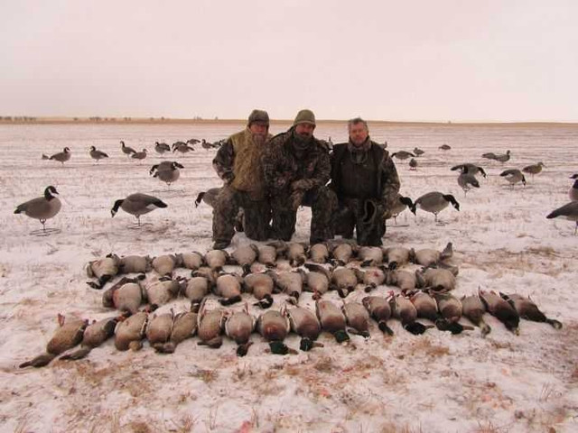 Saskatchewan Late Season Canada Goose Hunts in Fishing, Camping & Outdoors in City of Toronto - Image 3