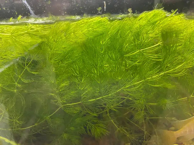 Hornwort Aquarium Plant in Fish for Rehoming in Hamilton - Image 3