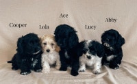 5 (1 left!) awesome little cockapoo pups