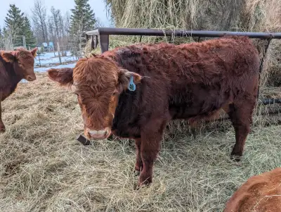 I have 2 yearling heifers and 1 yearling bull available. Charolais/Simmental cross heifer, roughly 9...