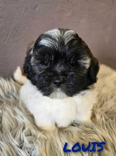BEAUTIFUL SHIHPOO PUPPIES, View more