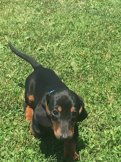 One beautiful dachshund pup, View more