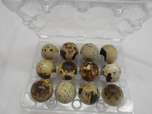 Fertile Quail Eggs Jumbo Coturnix / Œufs de Caille Fertiles dans Animaux de ferme  à Ville de Montréal