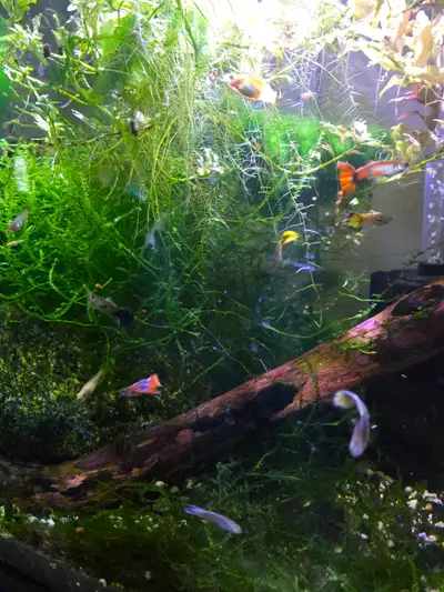 Guppies Male and Female from a very clean disease free tank, View more