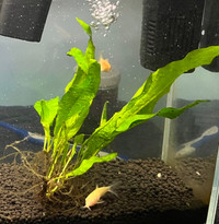 Java Fern for sale