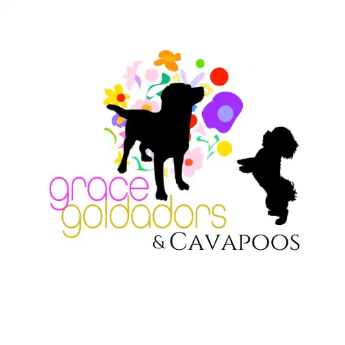 Cavapoo Puppies - Health Tested - Fox Reds! in Dogs & Puppies for Rehoming in Ottawa - Image 4