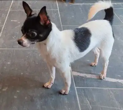 chihuahuas adults & pups  (updated price), View more