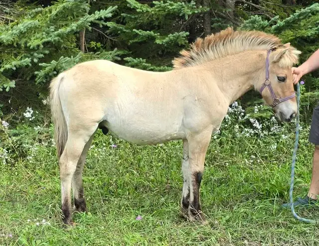 Registered Norwegian Fjord Colt in Horses & Ponies for Rehoming in Owen Sound - Image 2