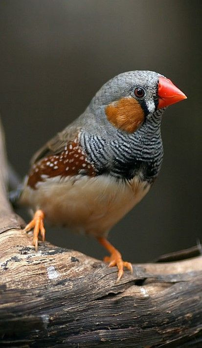 Beaux Pinsons Mandarins à joues orange, jeunes dans Oiseaux à adopter  à Laval/Rive Nord - Image 2