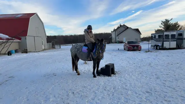 Horse Training/Re-Starts in Animal & Pet Services in Ottawa - Image 2