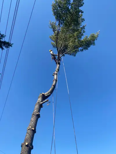Locally owned and operated offering tree removal, tree trimming and stump grinding services. Servici...