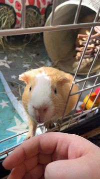Male Guinea Pig For Rehoming