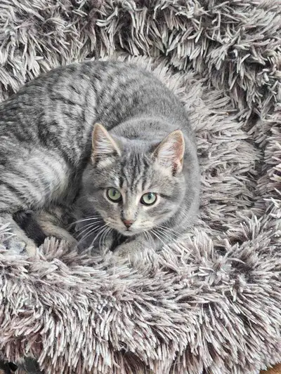 male kitty cat, View more