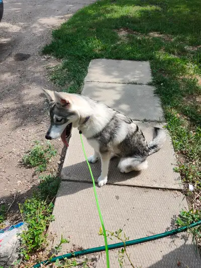Siberian husky, View more