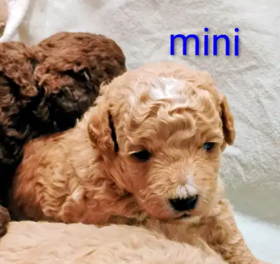 Goldendoodles mini et moyen, View more