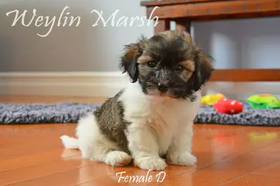 CKC Registered Purebred Havanese puppies, View more