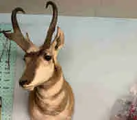 Antelope Mount65109733737089120