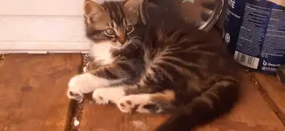 Kittens 10wk old, View more