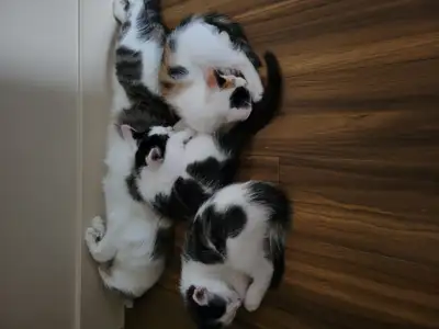 Nous avons 3 chatons en parfaite santé, sevrés, propres et habitués au contact humain, qui cherchent...