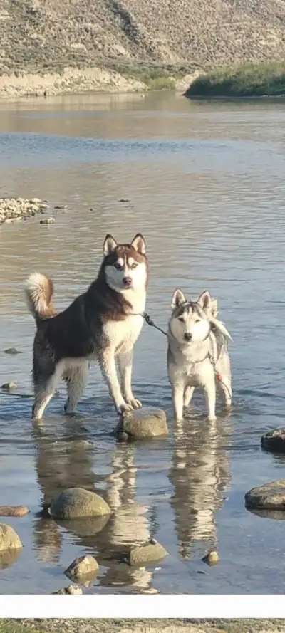 Siberian/Alaskan Huskies puppies!, View more