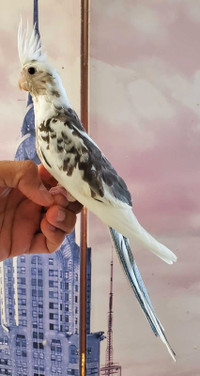 MALE baby cockatiel available
