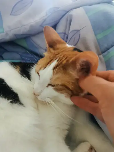 Cat sitting in MY Home. $20 night, Airport Area, View more