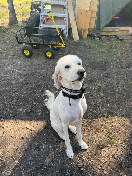 This is a 4 year old rescued Goldendoodle that needs a new home. Super friendly and loves people. Me...