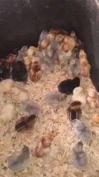 Chicks available 