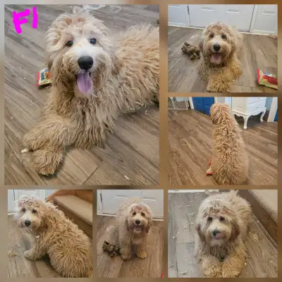 These F1b goldendoodles are older (6 months). and still looking for their forever home. There are 3...