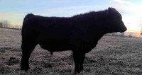 Purebred Black Angus Yearling Bull