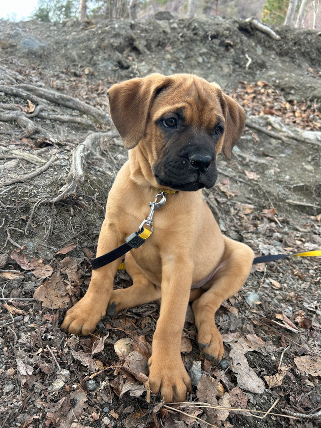 Purebred Bullmastiff Puppy - 1 left!!! in Dogs & Puppies for Rehoming in Vernon