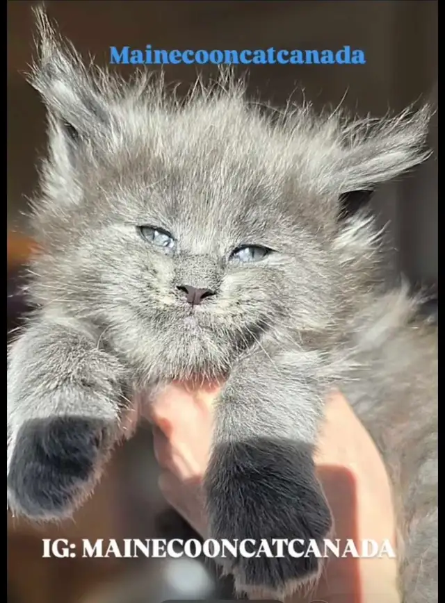 MAGNIFICENT MAINE COONS XL in Cats & Kittens for Rehoming in Oakville / Halton Region - Image 4
