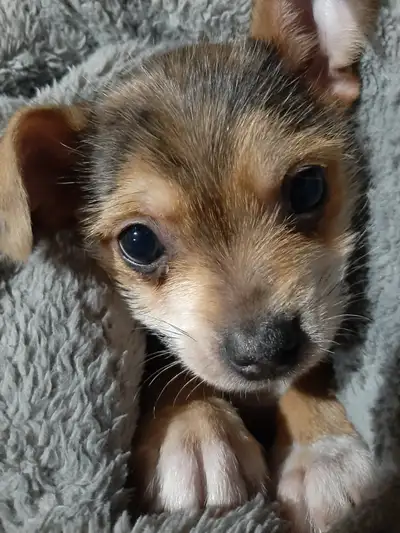 Chimaltie baby puppy, View more